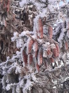  Останина София