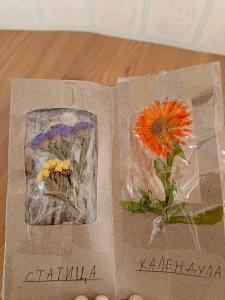  Велеслав Кулиш, 8 лет, шумаковская школа