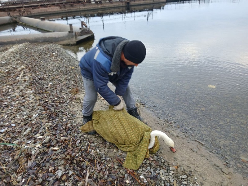 Увельские спасатели рассказали, как спасали лебедя