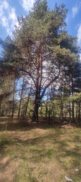В лес за дровишками