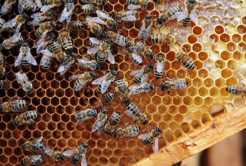 Центр «Мой бизнес» приглашает на вебинар о пчеловодстве