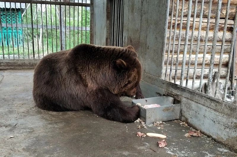 Текслер нашел замену отравленным в зоопарке Челябинска медведям