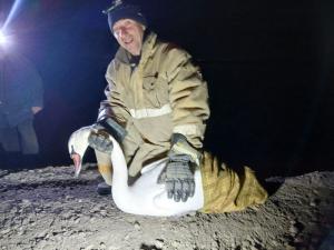 Увельские спасатели рассказали, как спасали лебедя