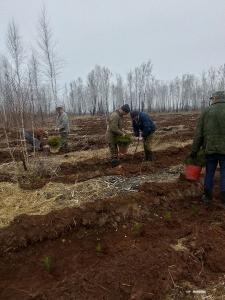Увельский лесхоз передал саженцы для будущего леса
