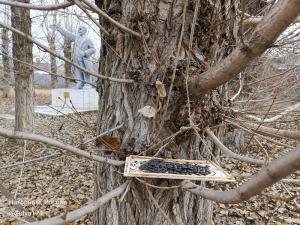 Для пернатых открываются «столовые»