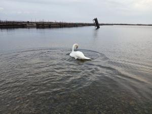 Увельские спасатели рассказали, как спасали лебедя
