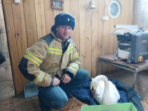 Увельские спасатели рассказали, как спасали лебедя