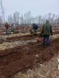 Увельский лесхоз передал саженцы для будущего леса
