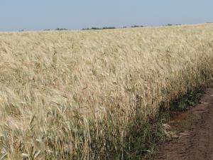 В Увельском ожидают хороший урожай зерновых