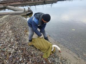 Увельские спасатели рассказали, как спасали лебедя