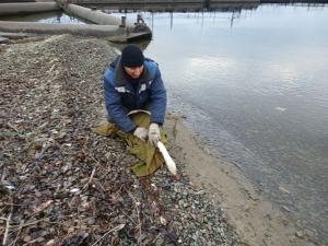 Увельские спасатели рассказали, как спасали лебедя