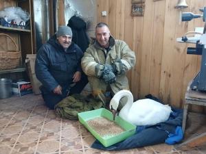 Увельские спасатели рассказали, как спасали лебедя
