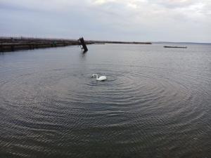 Увельские спасатели рассказали, как спасали лебедя