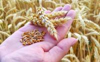 Заканчивается время внесения данных обо всех остатках зерновых в систему ФГИС